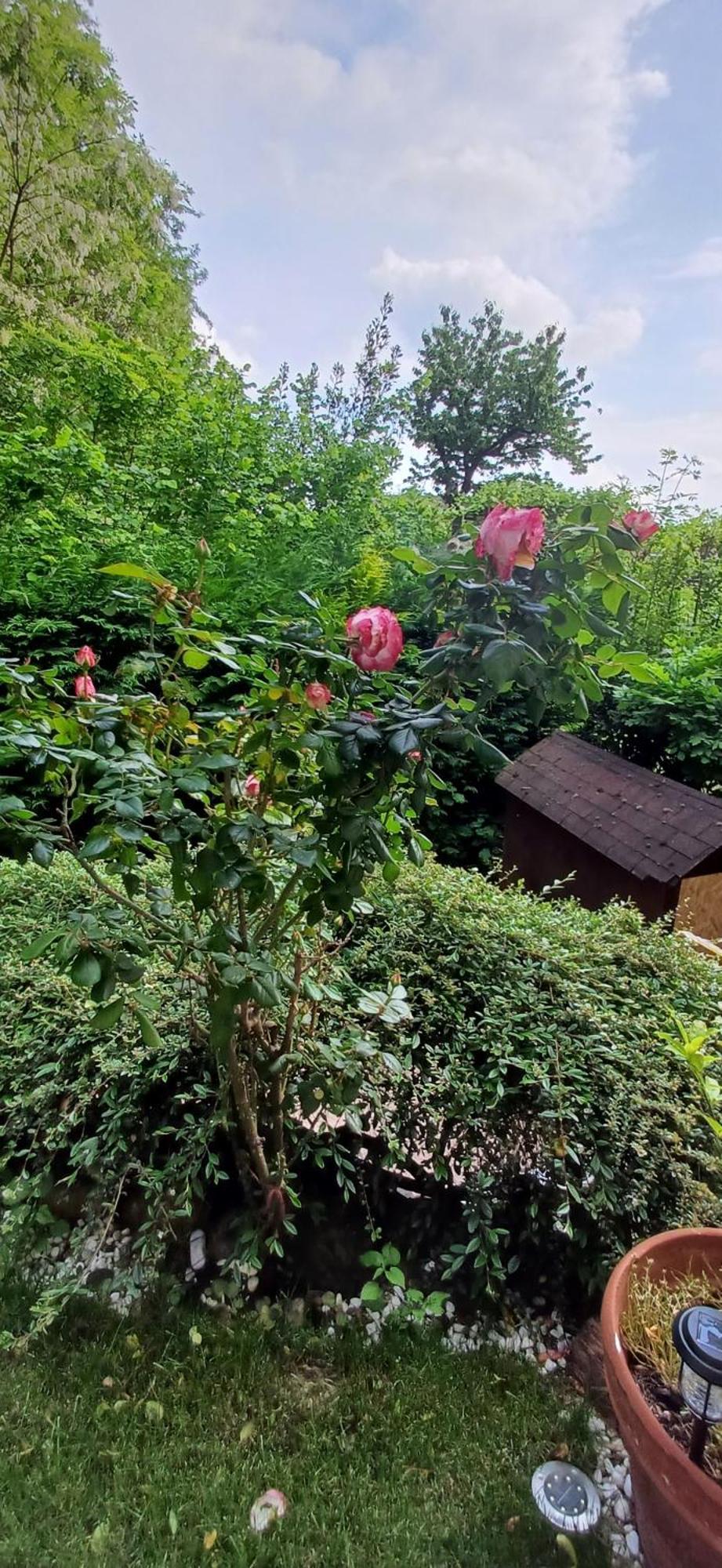 La Casetta Nel Verde Como Dış mekan fotoğraf